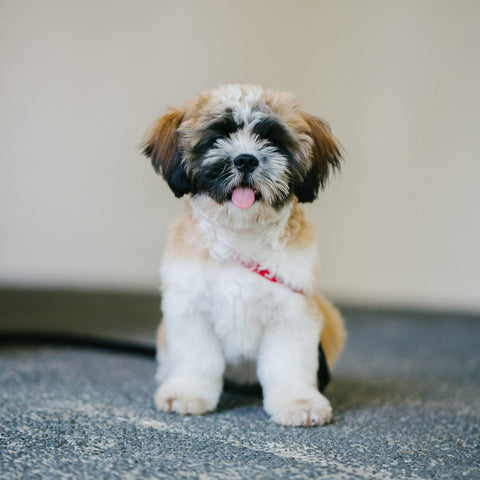 Shih Tzu Coat puppy