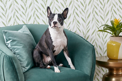 Boston Terrier Breed Guide