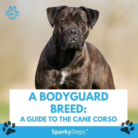 Cane Corso Breed Guide