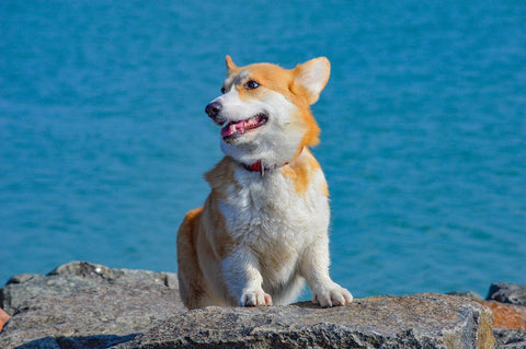 Corgi - Picture from Pixabay.com