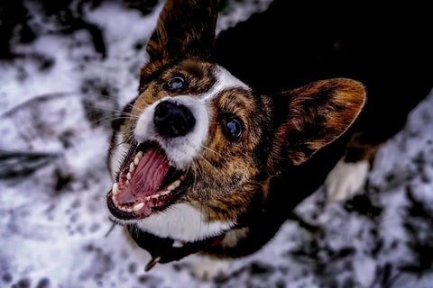 Corgi - Picture from Pixabay.com