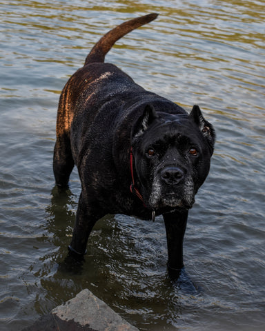 Cane Corso