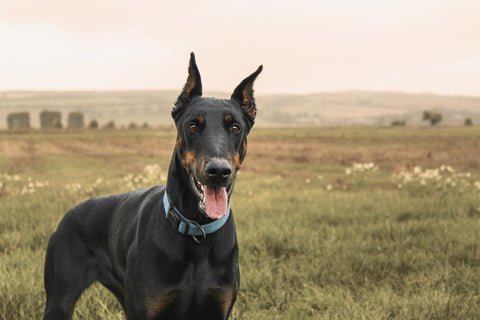 Doberman Pinscher Image from Pixabay.com