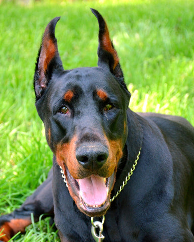 Doberman Pinscher Image from Pixabay.com