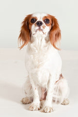 Cavalier King Charles Spaniel - Image from Pixabay.com