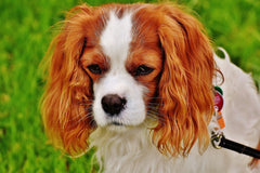 Cavalier King Charles Spaniel - Image from Pixabay.com