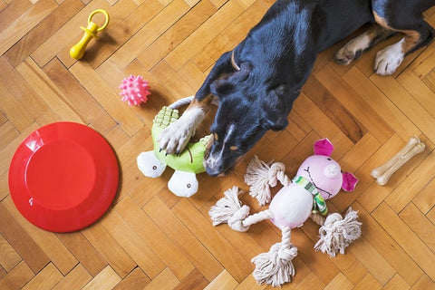 Dog playing with toys indoors