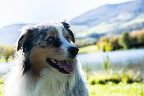 Sparky Steps - Australian Shepherd - Photo from Pixabay.com