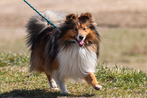 Sheltie dog breed guide