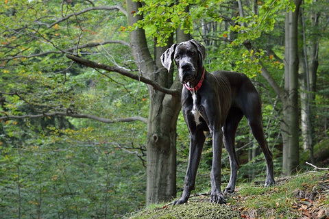 Article - Sparky Steps Chicago Pet Sitters - Great Dane