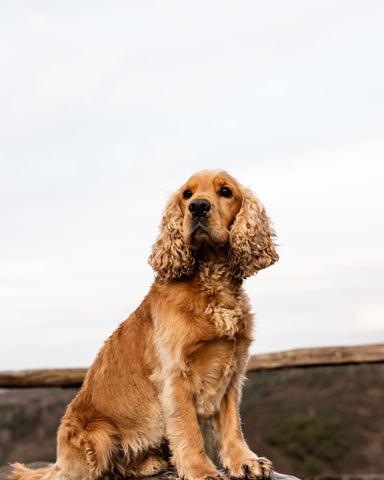 Cocker Spaniel