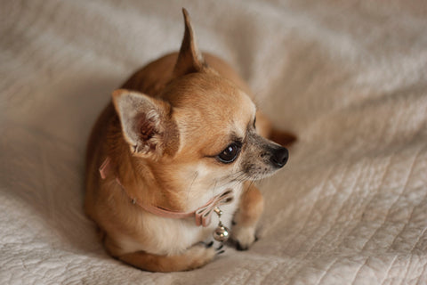 Chihuahua Breed Guide