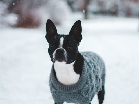 Owning a Boston Terrier Breed
