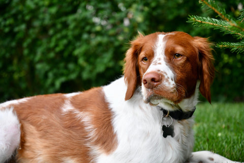 Brittany dog breed guide