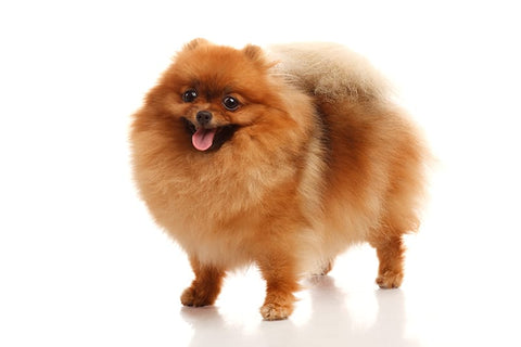 Puffy Pomeranian