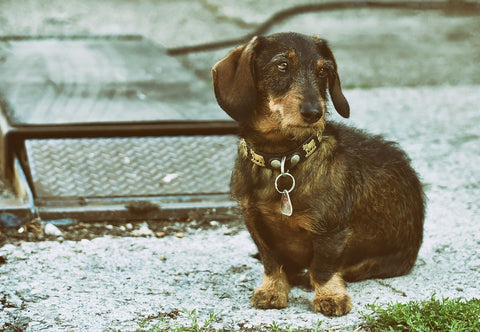 Dachshund - Picture from Pixabay.com