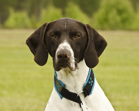 German Shorthaired Pointer (GSP) Dog Breed Information & Characteristics