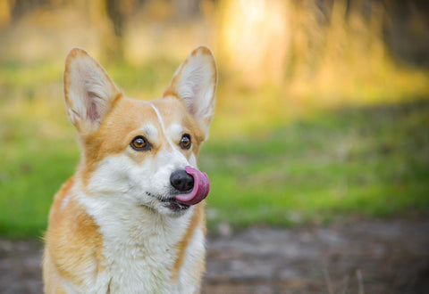 Corgi - Picture from Pixabay.com