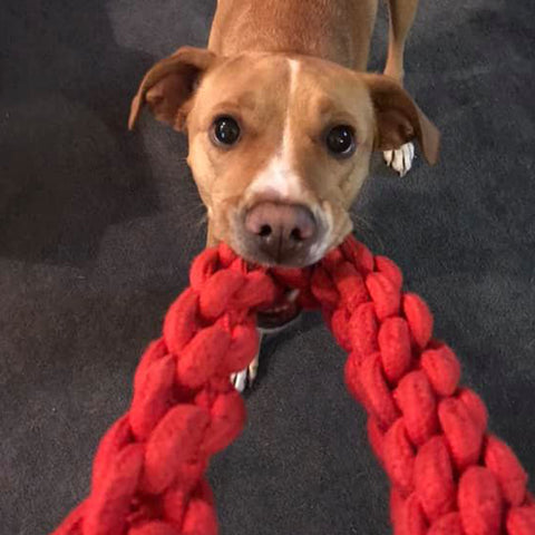 dog playing tug with red rompidogz rope toy