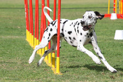 Dog running an agility course