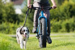 Person biking with their dog next to them