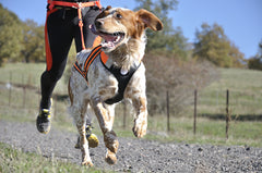 Canicross dog example image
