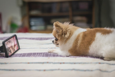 small dog watching video on ipad