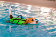 Dog swimming with a life jacket on