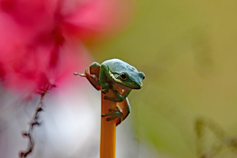 Green Frog On A Stick