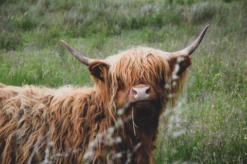 Highland Cow In Field