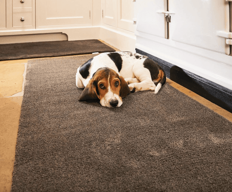 A dog lying on a brown kitchen runner