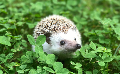 Hedgehog in grass