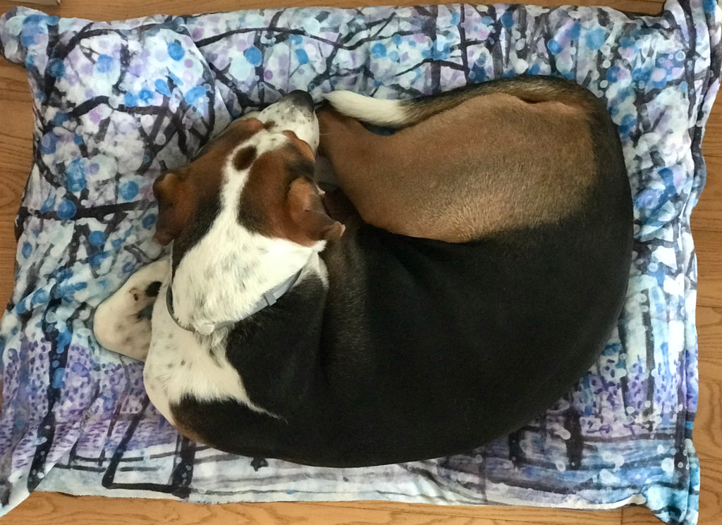 Davis curled up asleep on his Purple Snow Dog Bed