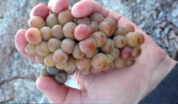 Tiefgefrorene Trauben bei der Eisweinlese