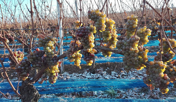 Gesunde Trauben für den Eiswein