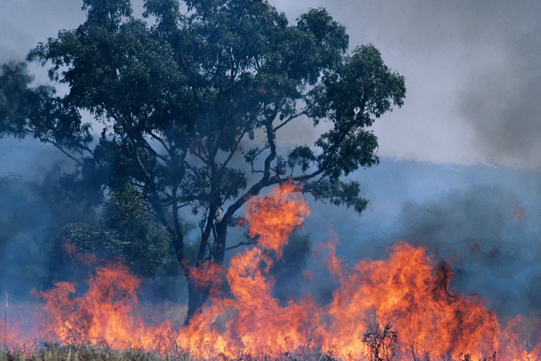 Australia Bushfires Cause Impact And Restoration One Tree Planted