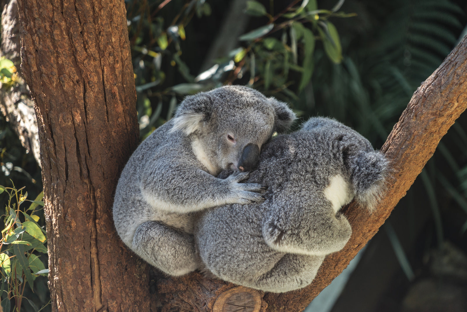 dos koalas en un árbol, Buenas noticias de Australia, ShoptheKei.com