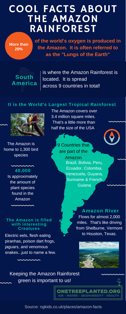 Cool Facts About The Amazon Rainforest One Tree Planted