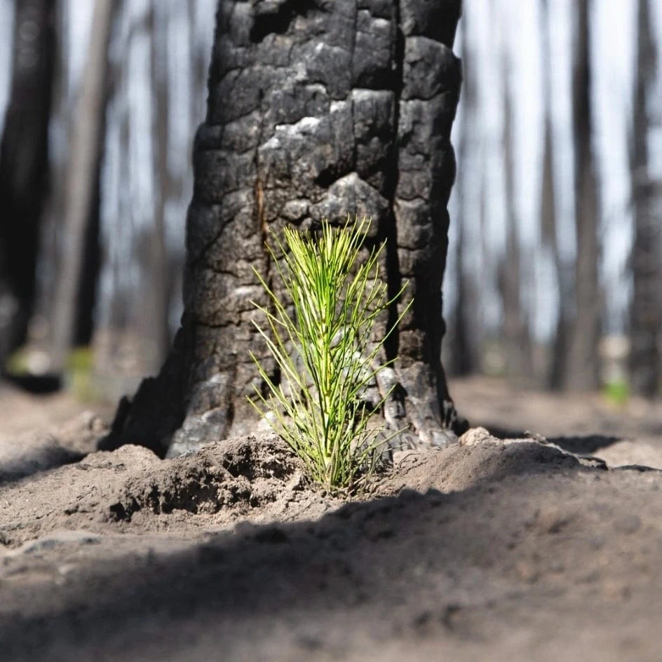 Erosion Control