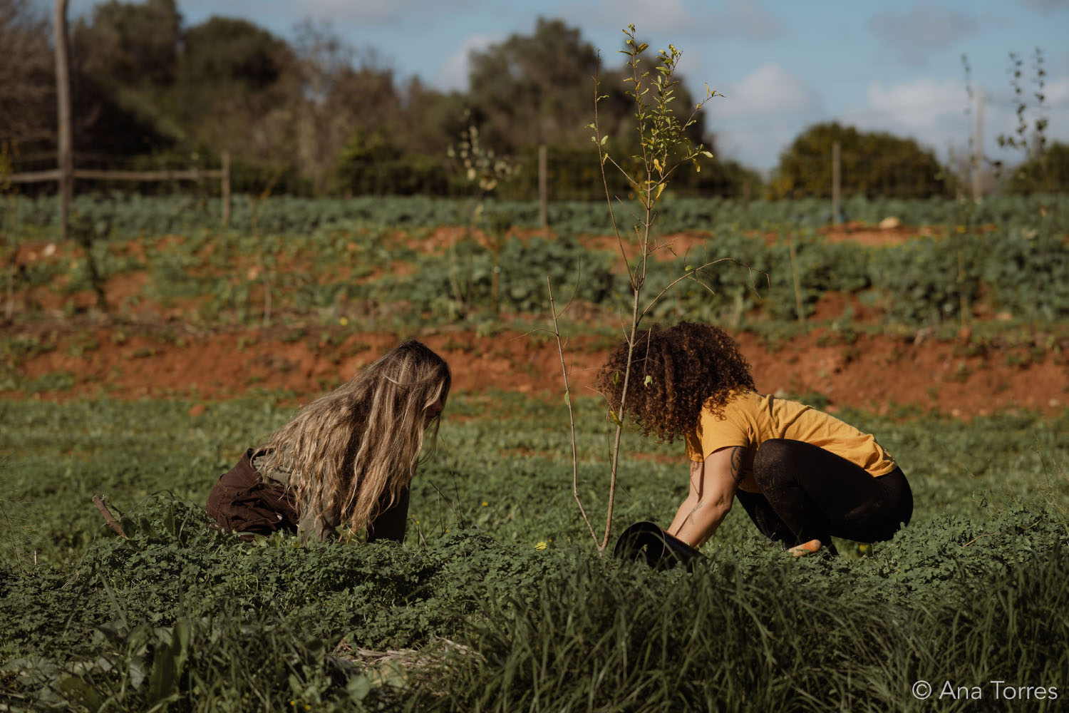 Tree planting