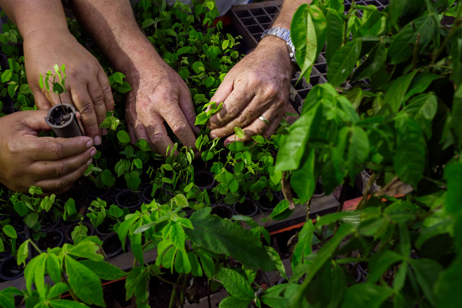 Tree saplings at nursery in Brazil