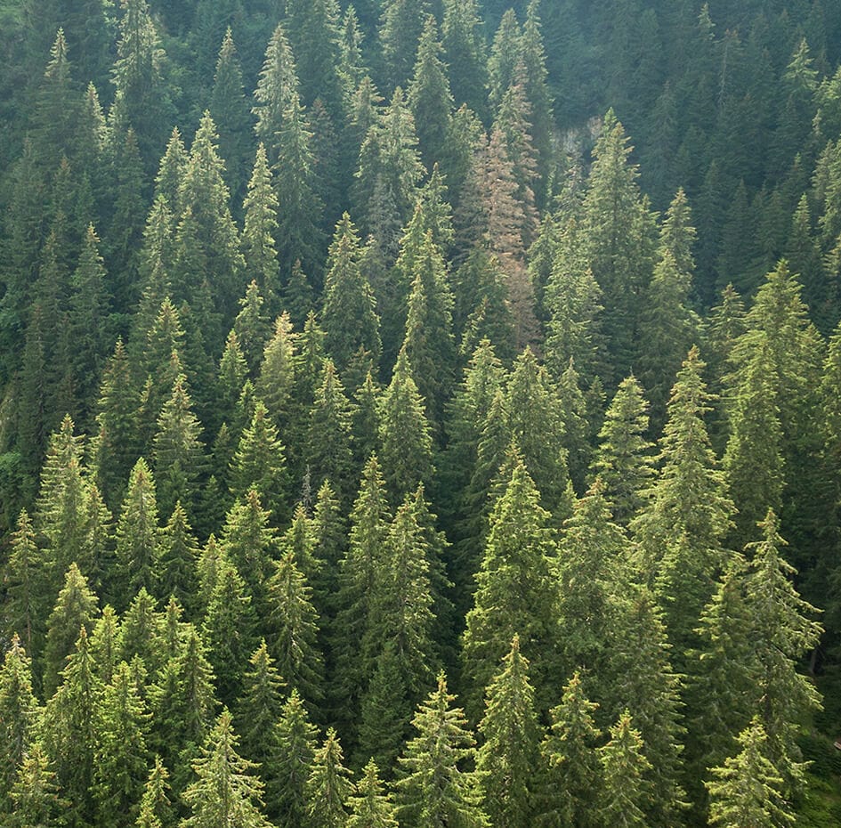 Trees in forest