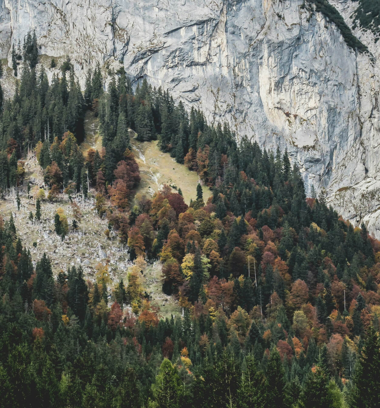 Trees on hill in front of mountain