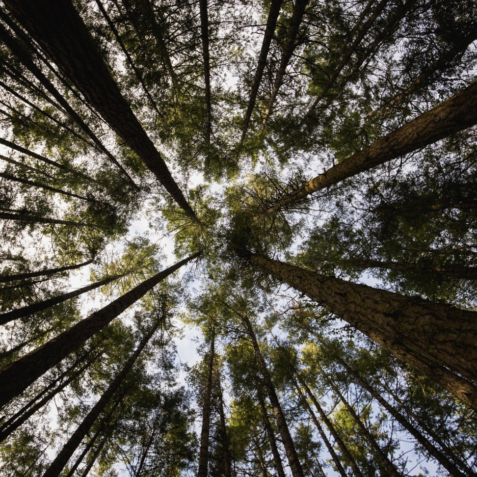 Canopy of trees 