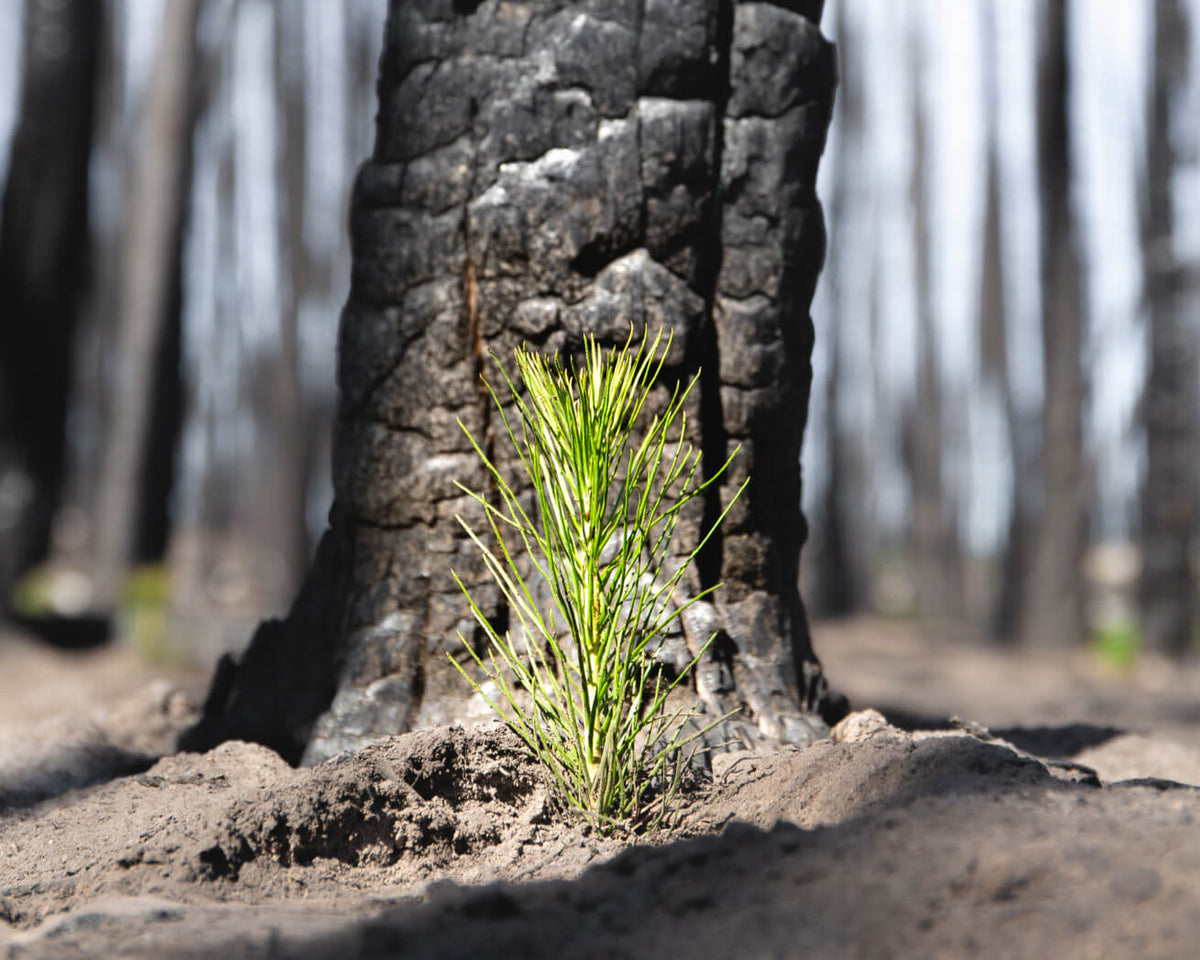 Climate Change Resilience