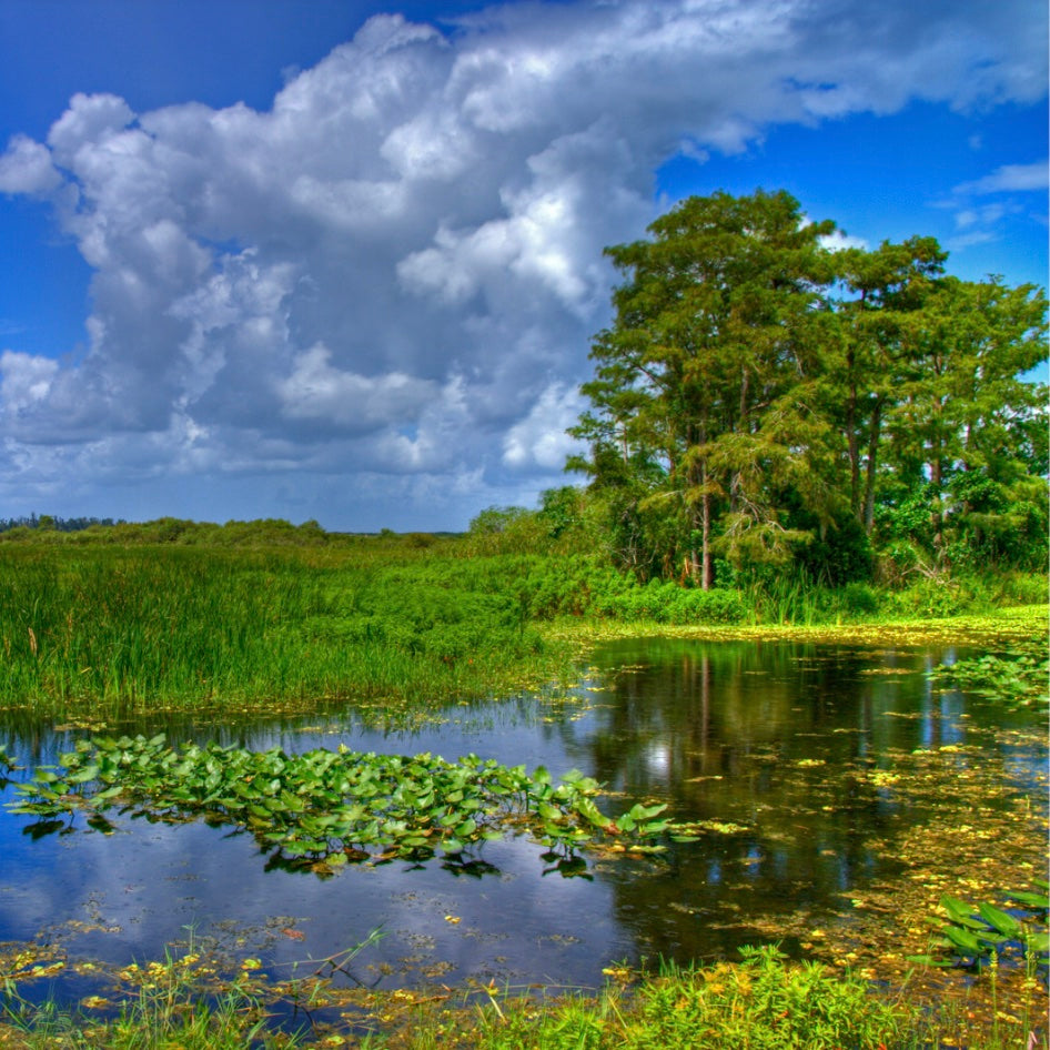 Everglade Waterbody