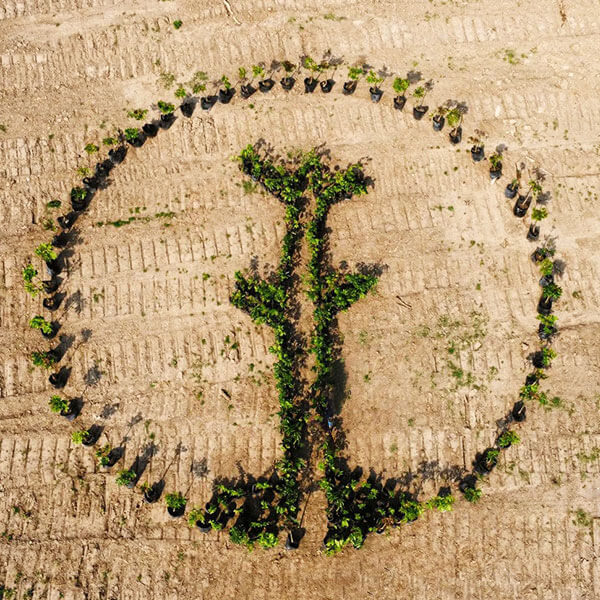 One Tree Planted logo recreated with tree saplings