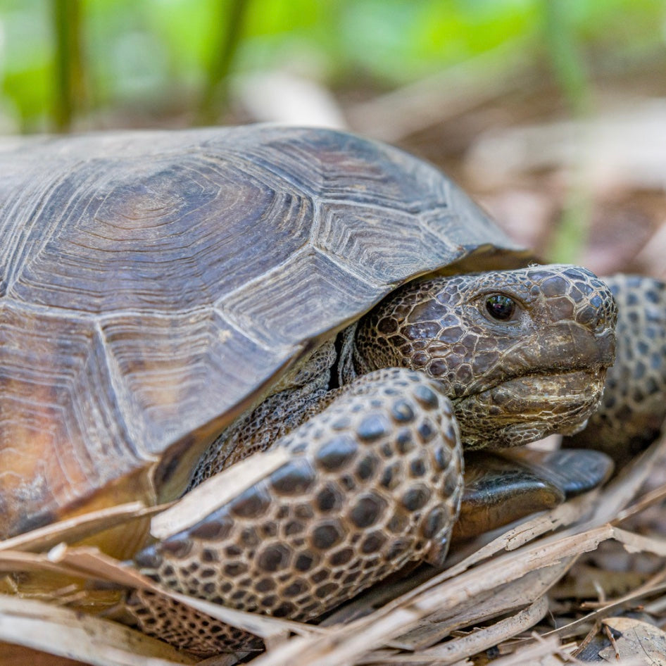 Gopher Tortoise