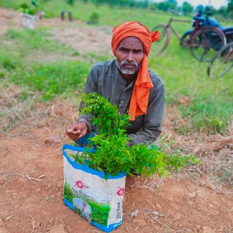 Man with tree in India Man with tree in India