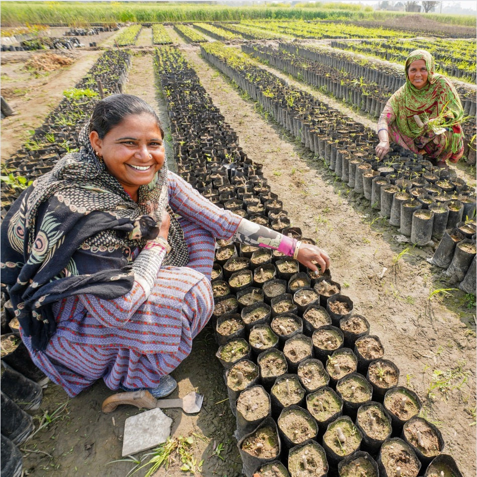 plant trees for punjab.jpg__PID:efdd6eb3-d847-483f-99dc-b956f310fd6b